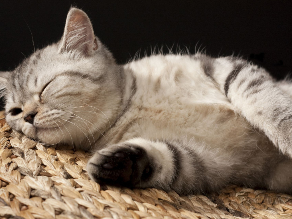 Кошка на корзине