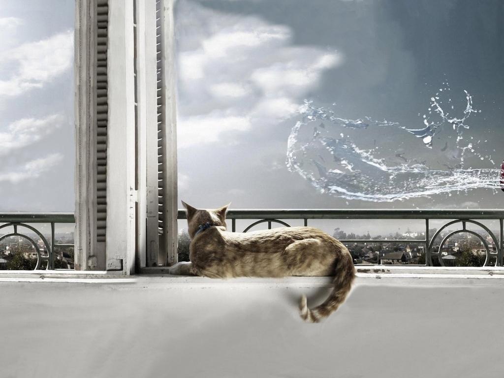 Кот на окне