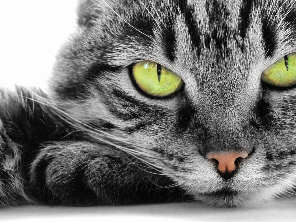Кошка с зелеными глазами