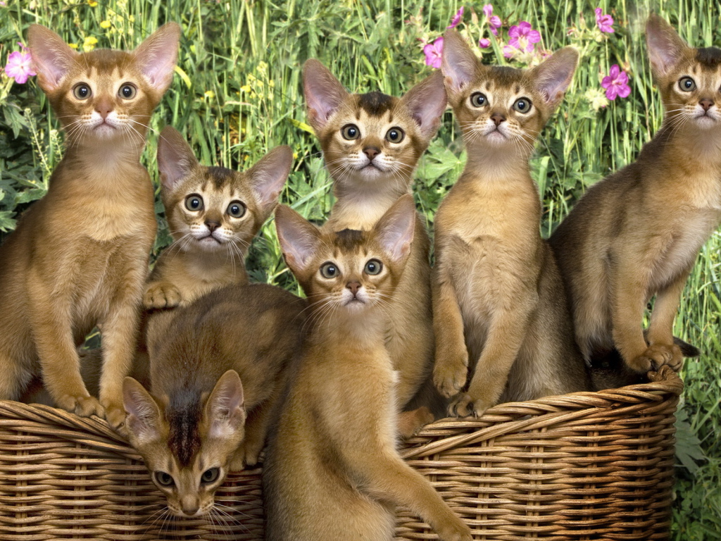 Кошки в корзинке