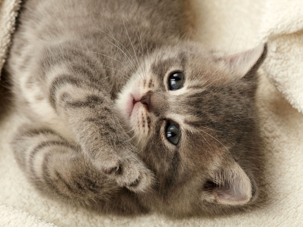 Серый котенок