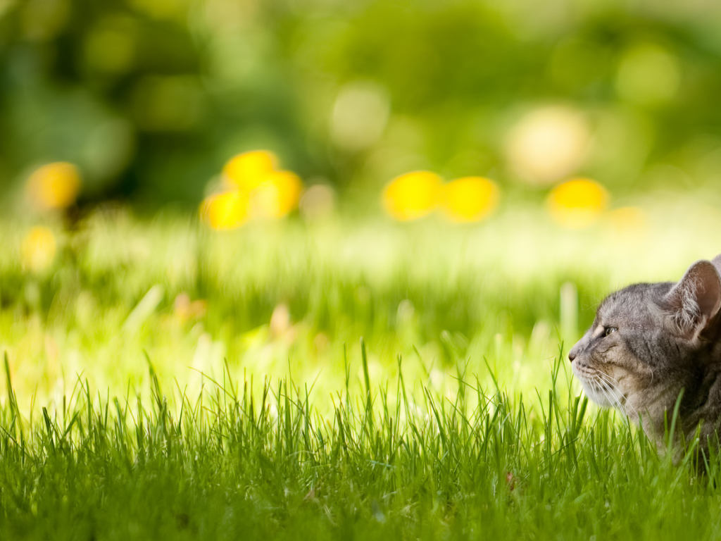 Спрятался в траве