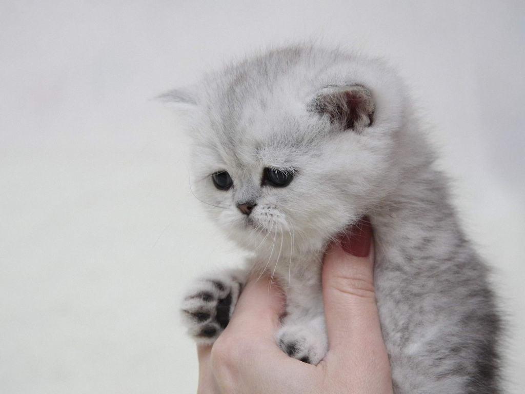 Котенок в руке