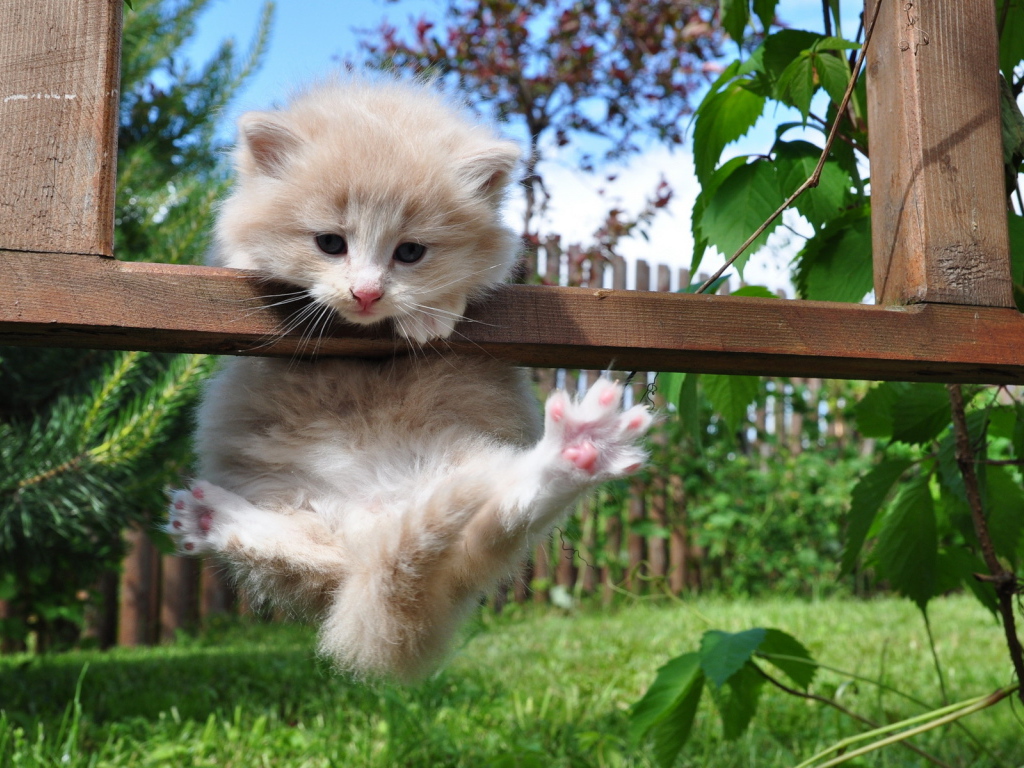 Котенок на заборе