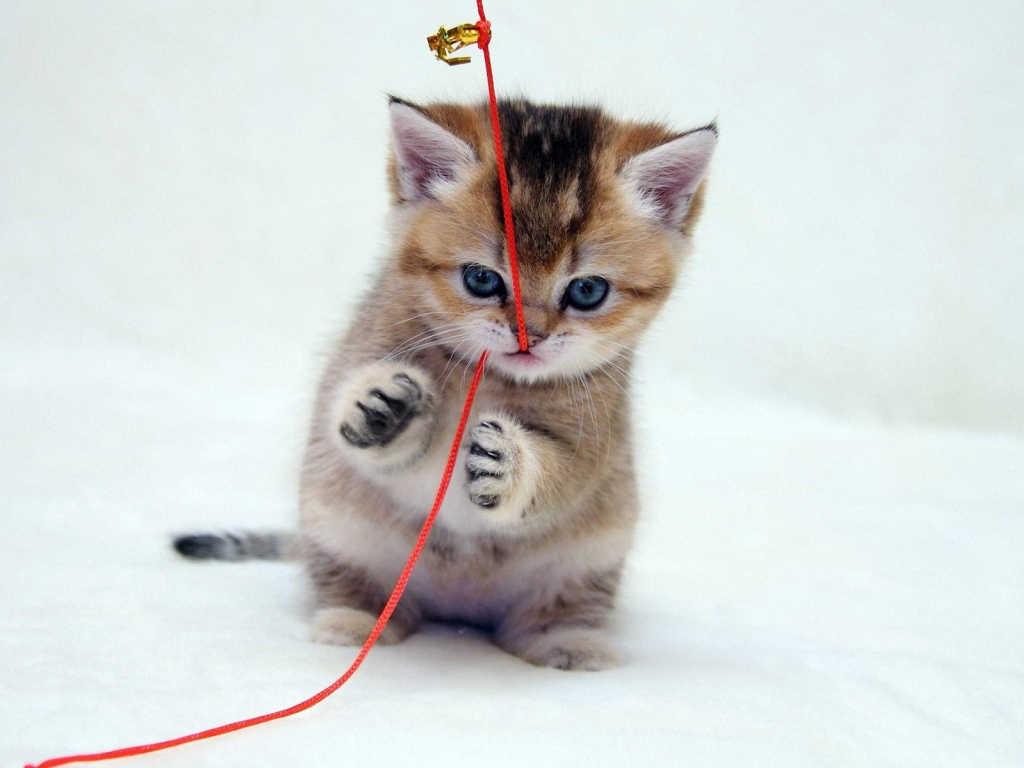 Играющий котенок