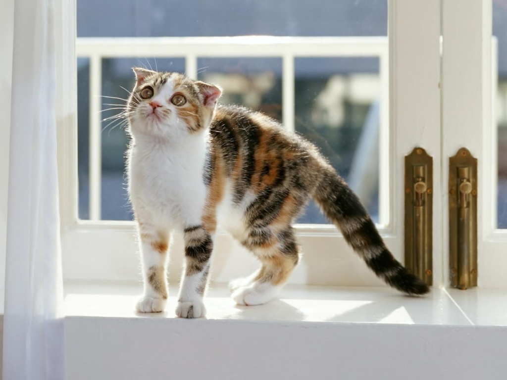 Котенок на окне