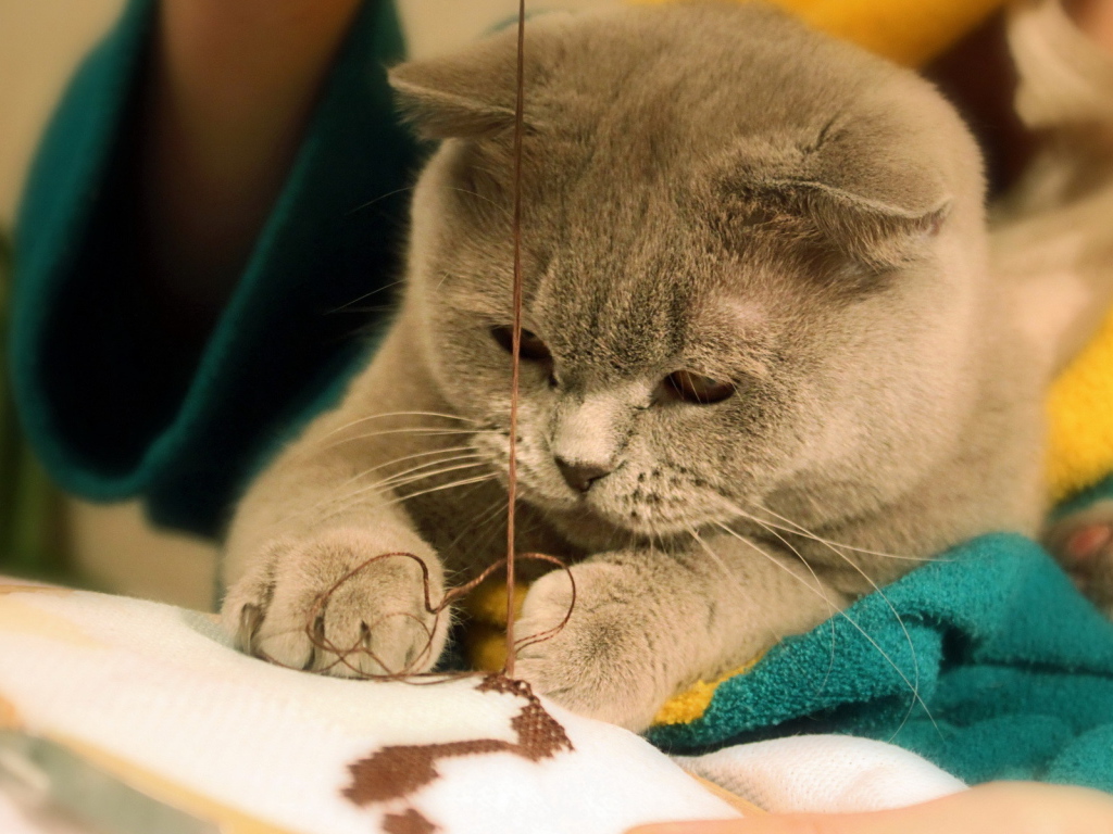 Играющая кошка