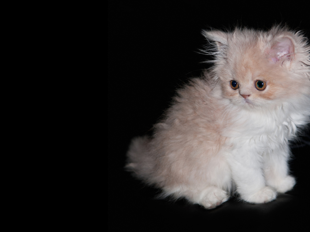 Лохматый котенок