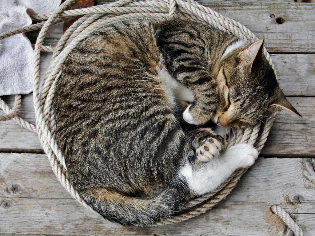 Спящая кошка