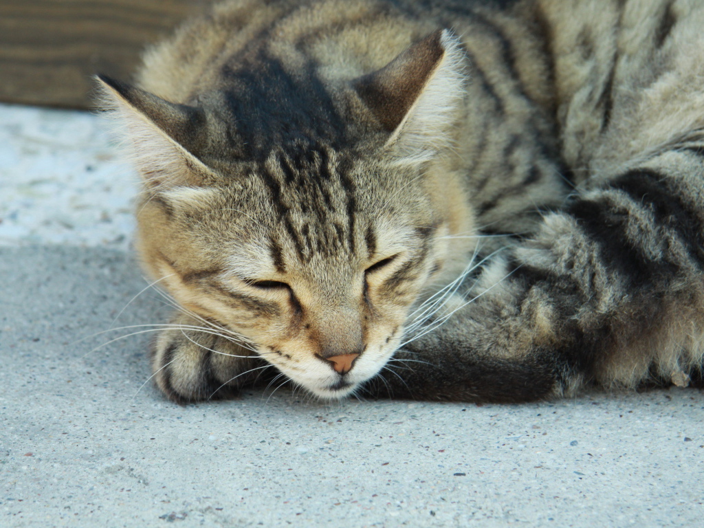 Сонный Васька