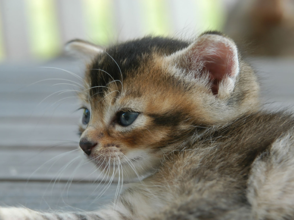 Усатый полосатый