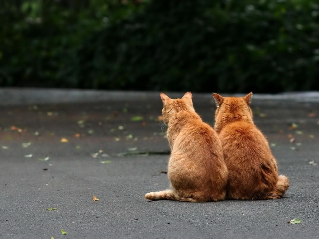 Два рыжих кота