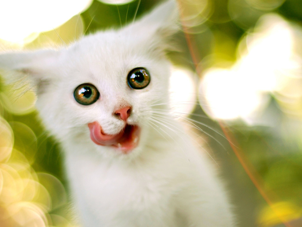 Белый котенок