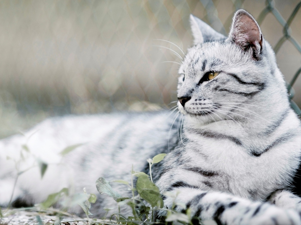 красивый Кот