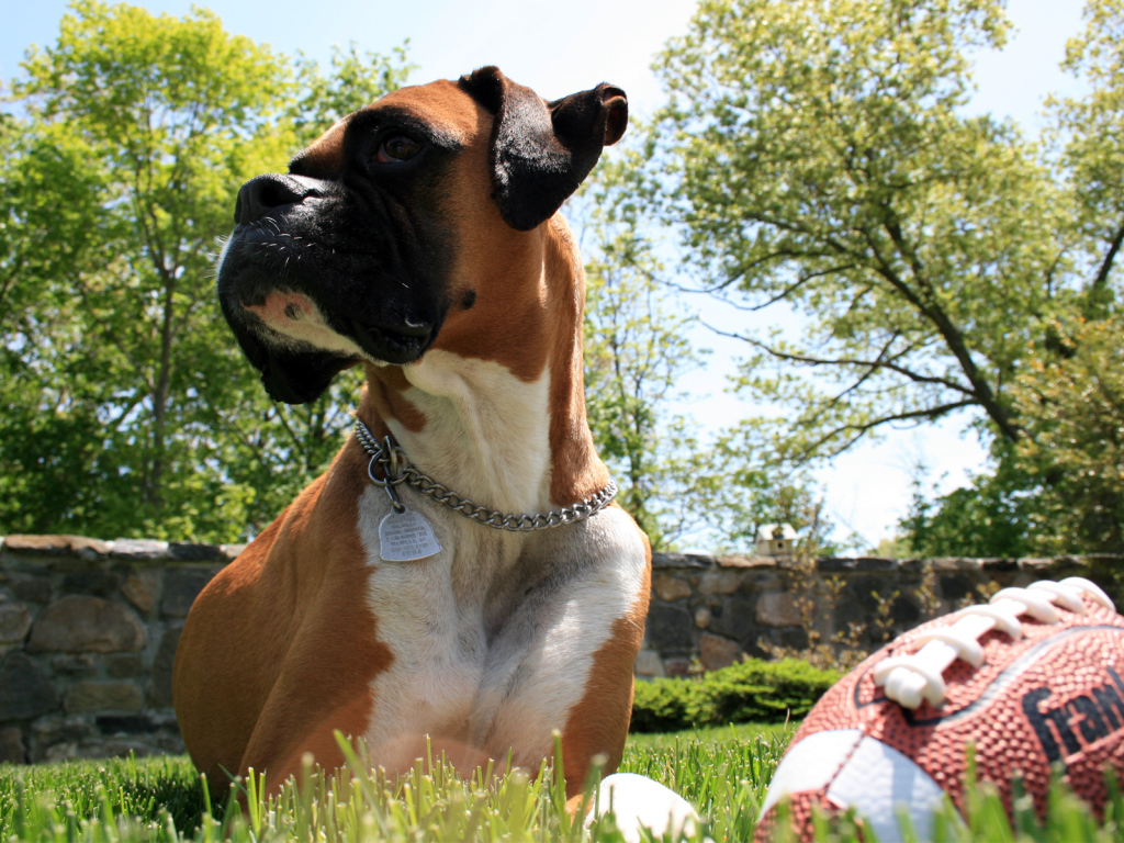 Боксер с мячом