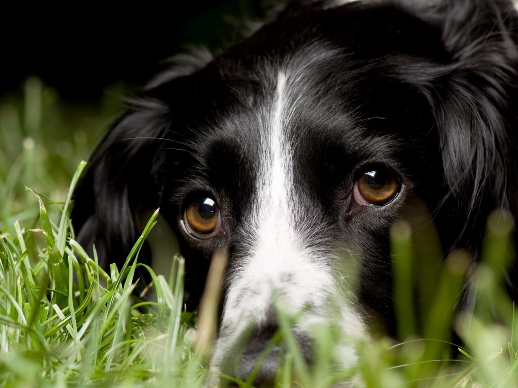 Aнглийский Cпрингер-Cпаниель