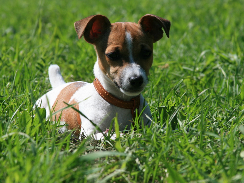 Джек-Рассел терьер