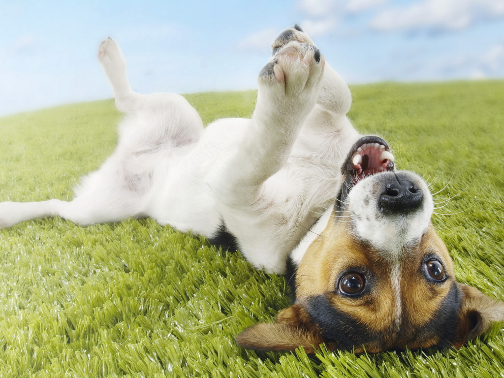 Джек-Рассел терьер