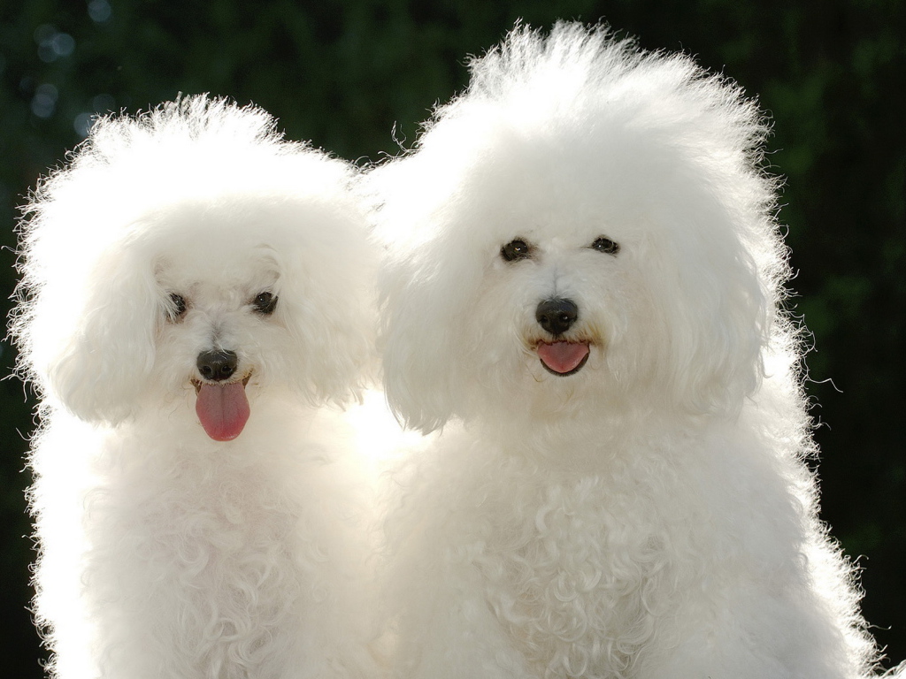 Щенки пуделя