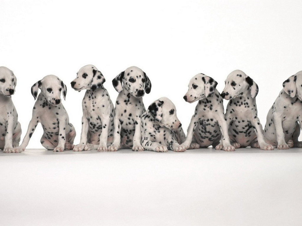 Щенки долматинца