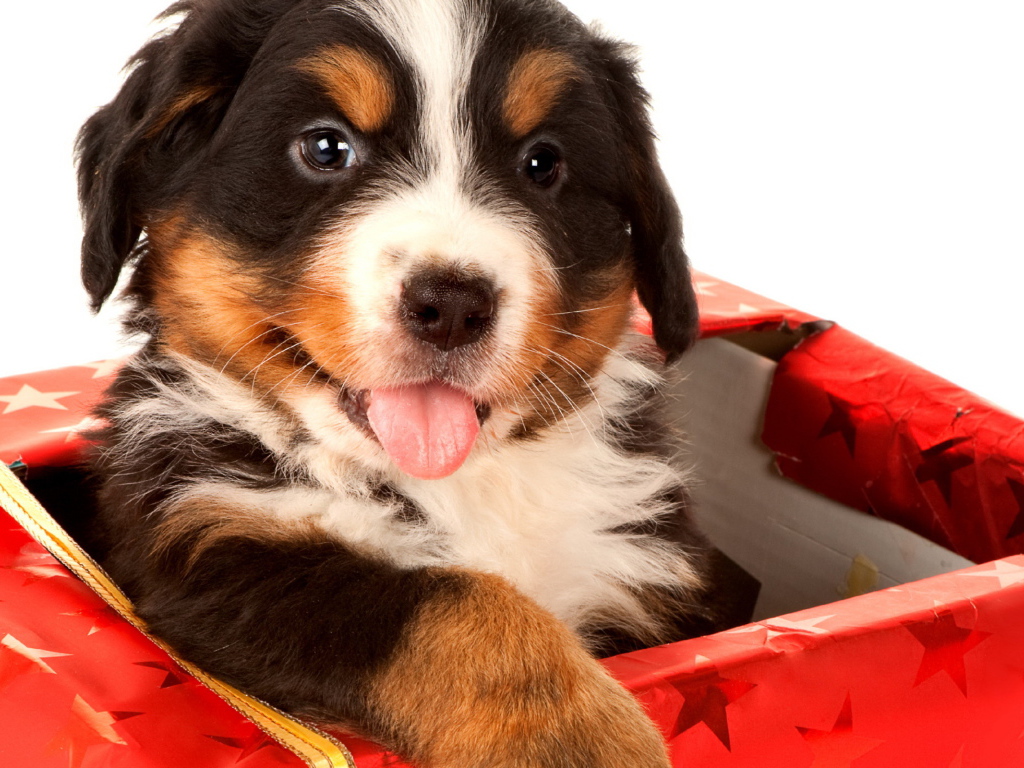 Щенок в подарок