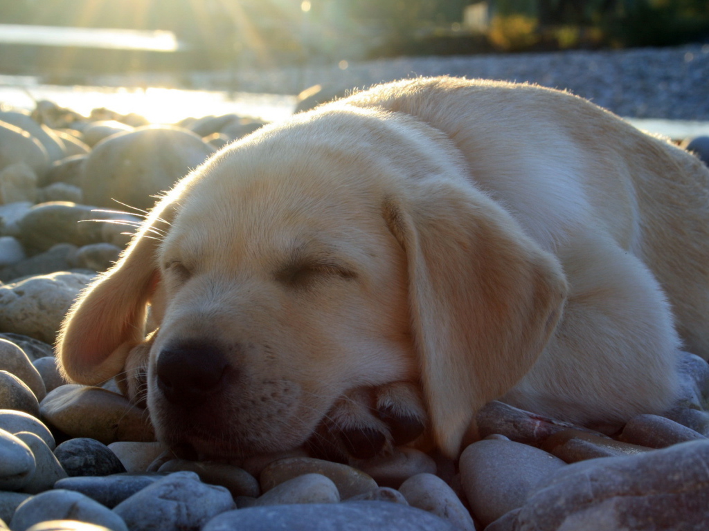 спящий Лабрадор