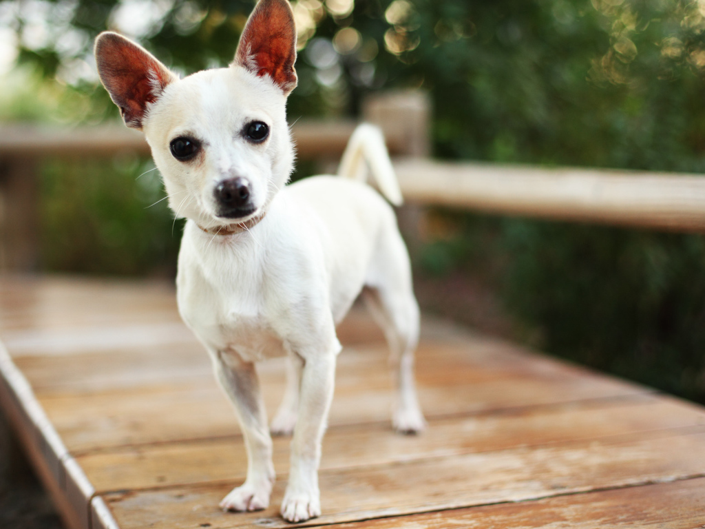 Маленькая собака