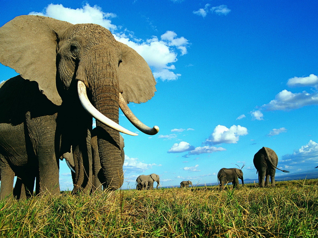 Семейство слонов