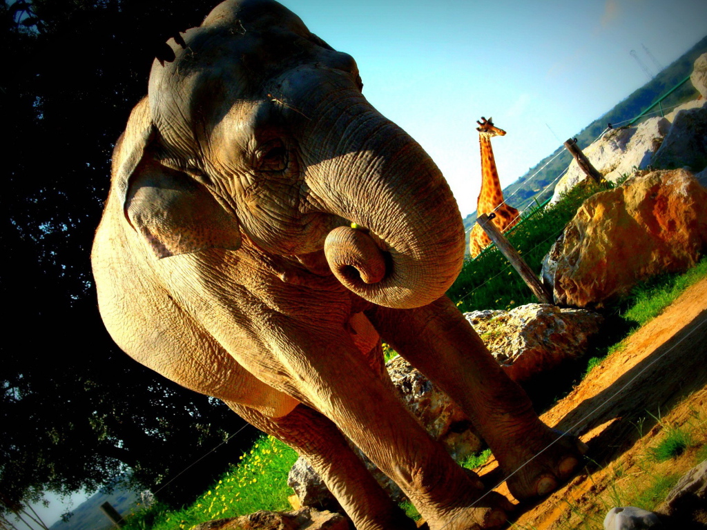 Слон в вольере