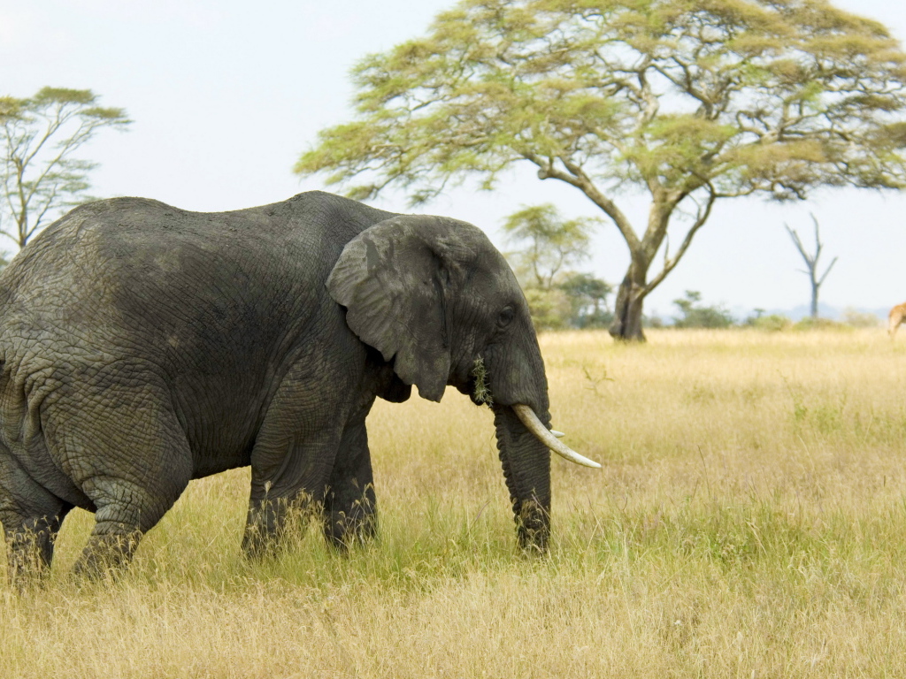 Слон в саванне