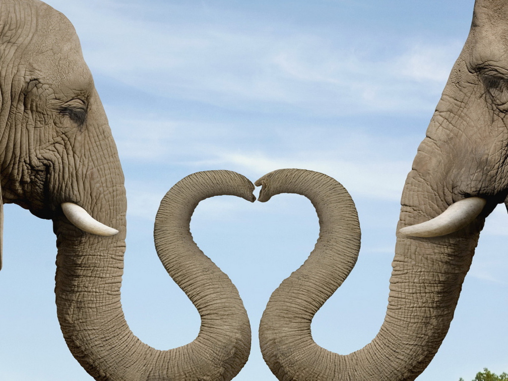 Два слона
