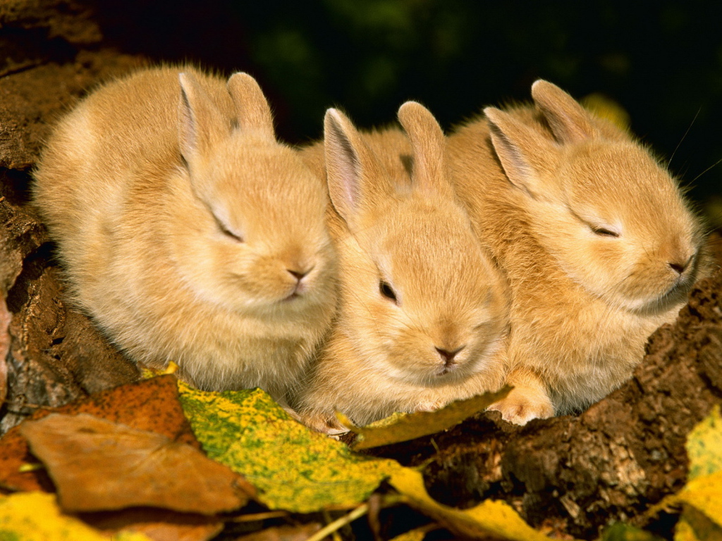 Три кролика