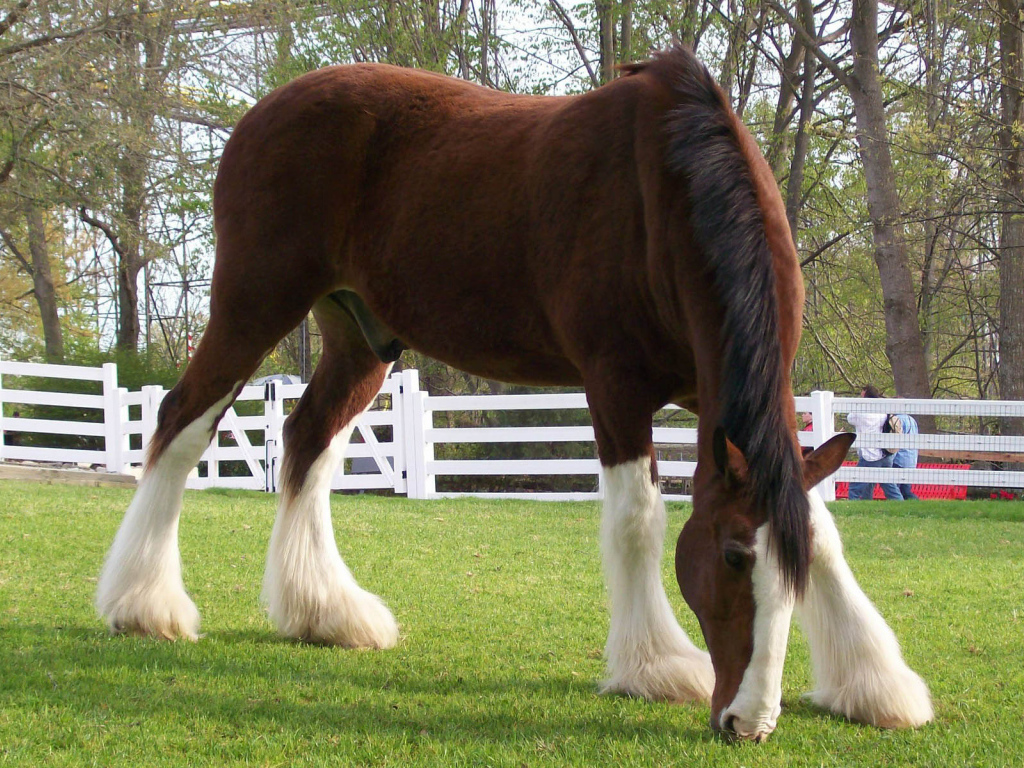 Конь в загоне