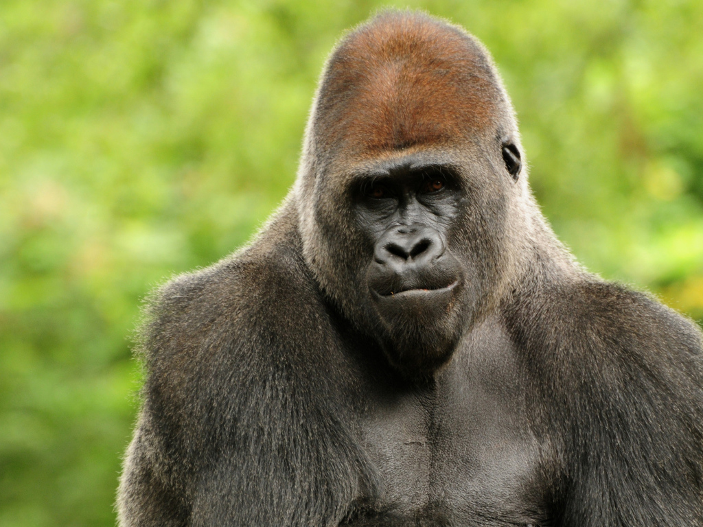 Горилла