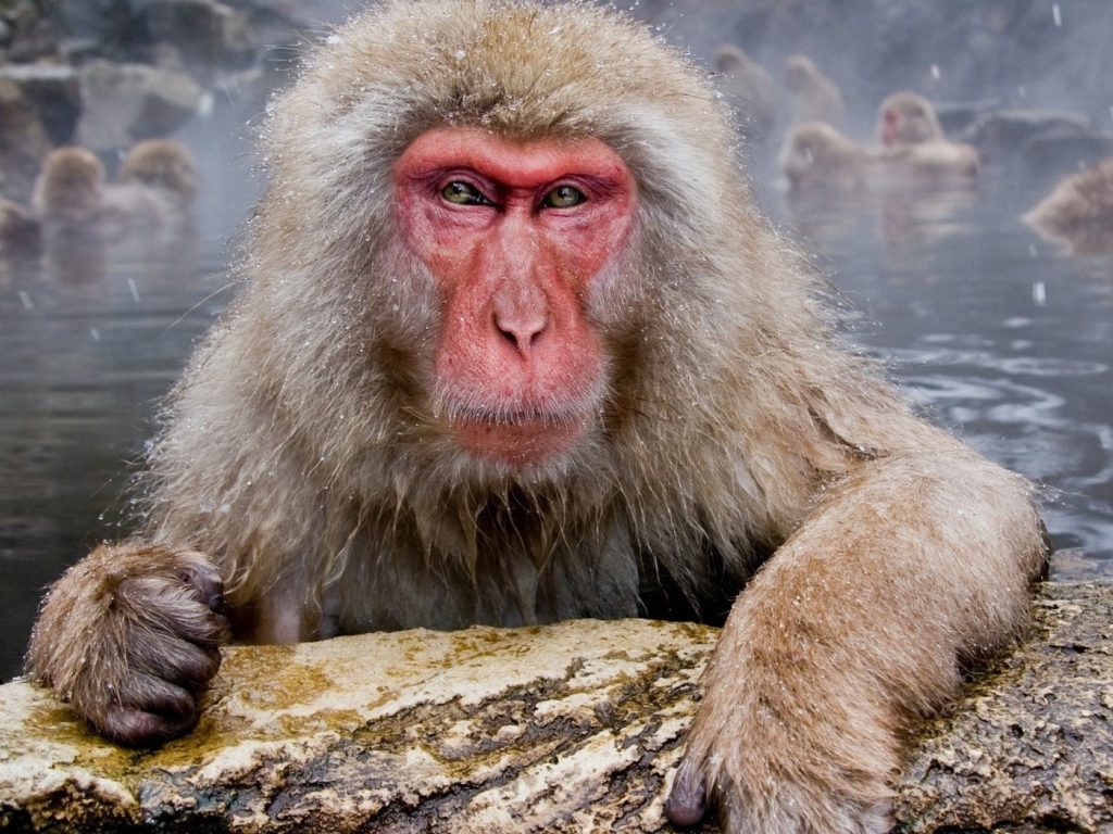 Обезьяны в гейзере
