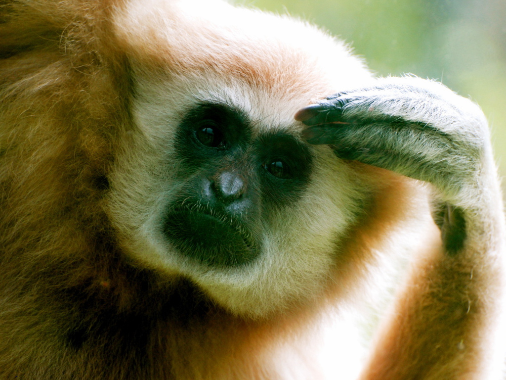 Думающий примат