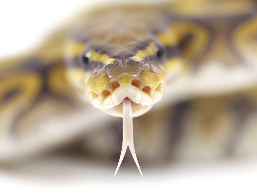 Ползущий змей