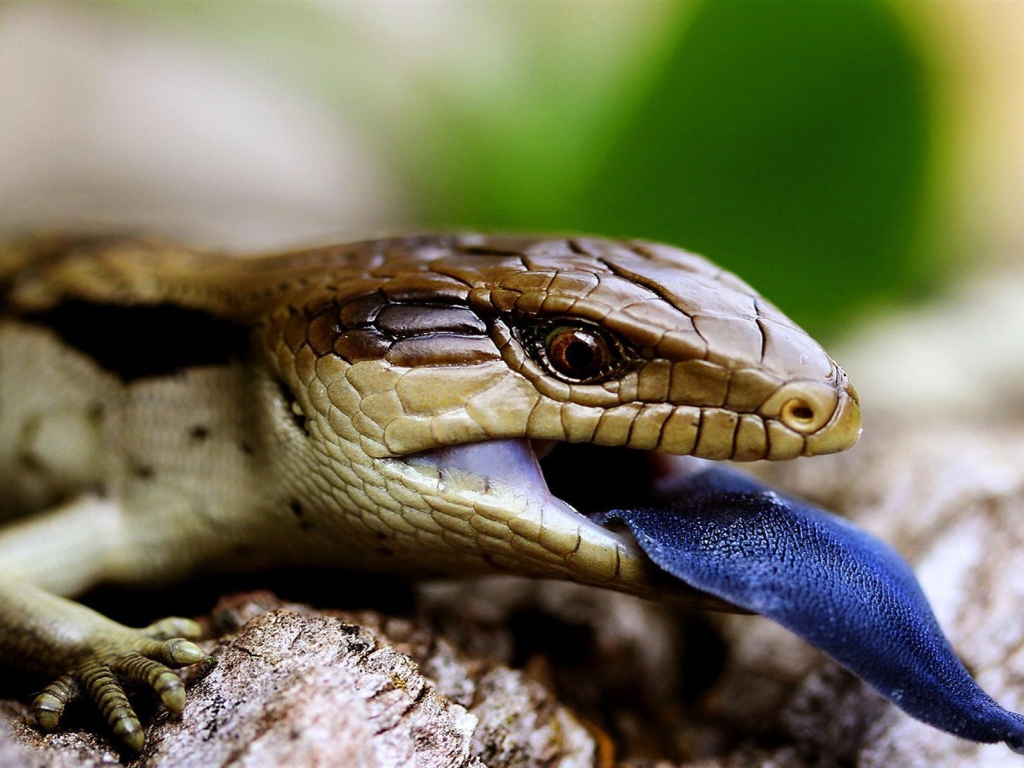 Ящерица с синим языком