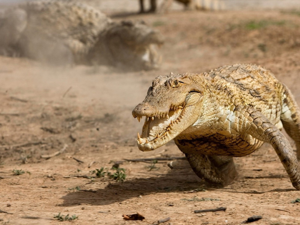 Running alligator