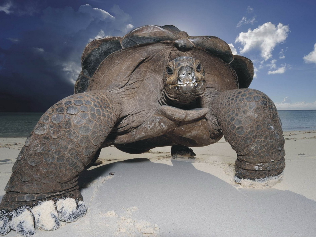 Морская черепаха