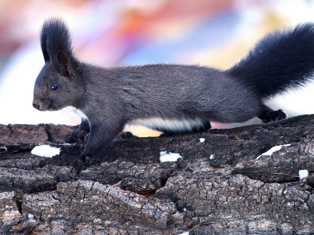 Пушистая белка