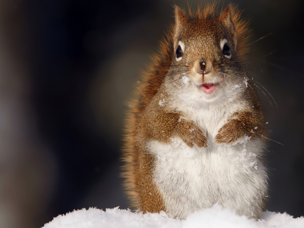 Забавная белка