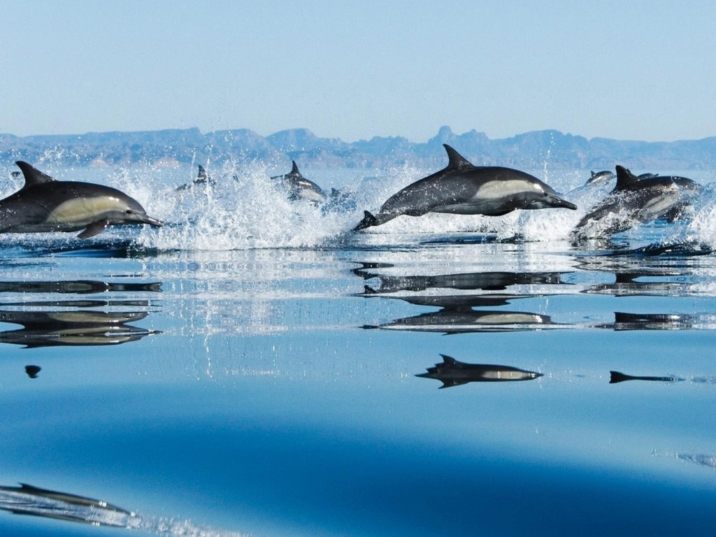 Дельфины