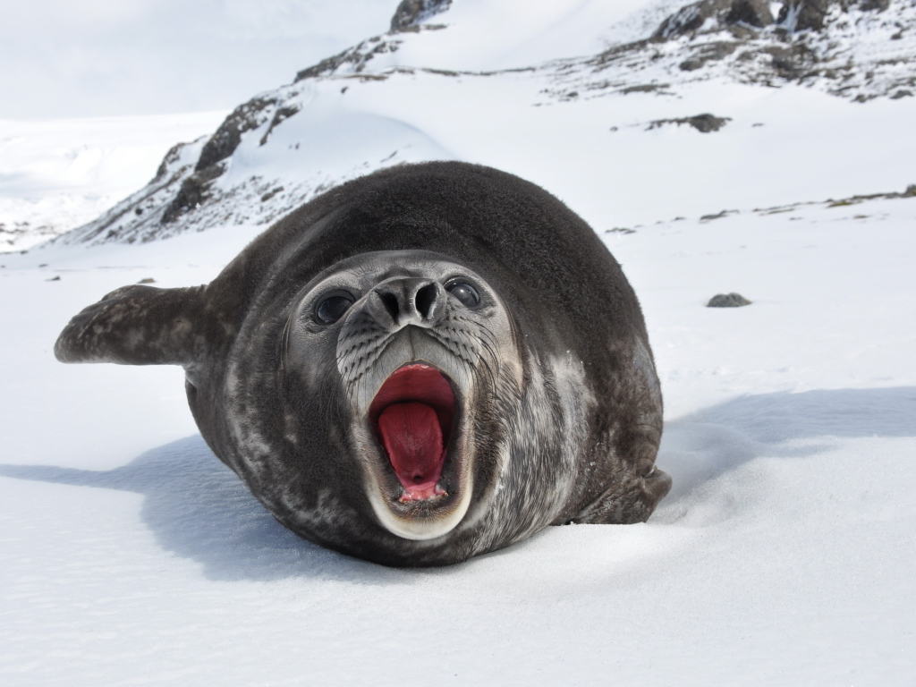 Морской слон