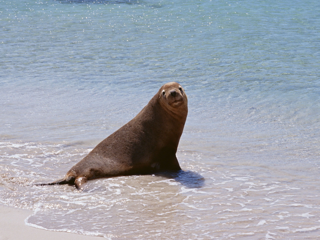 Морской котик