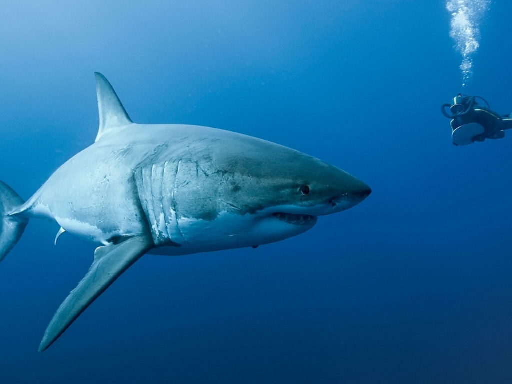 Акула на охоте