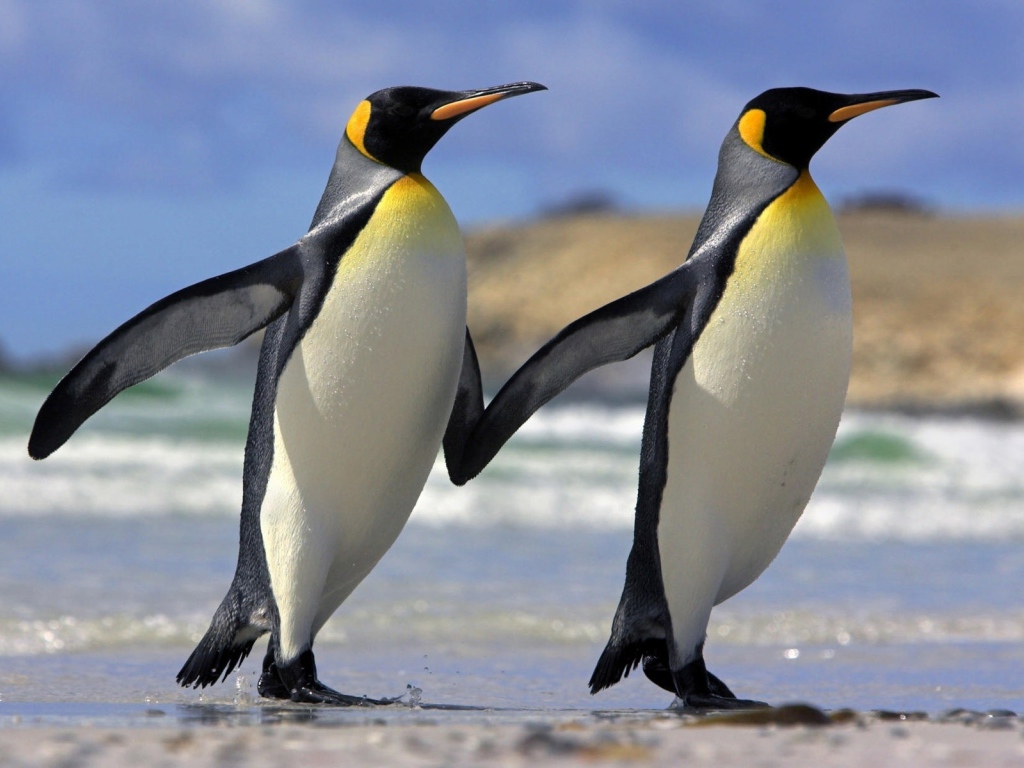 Два пингвина