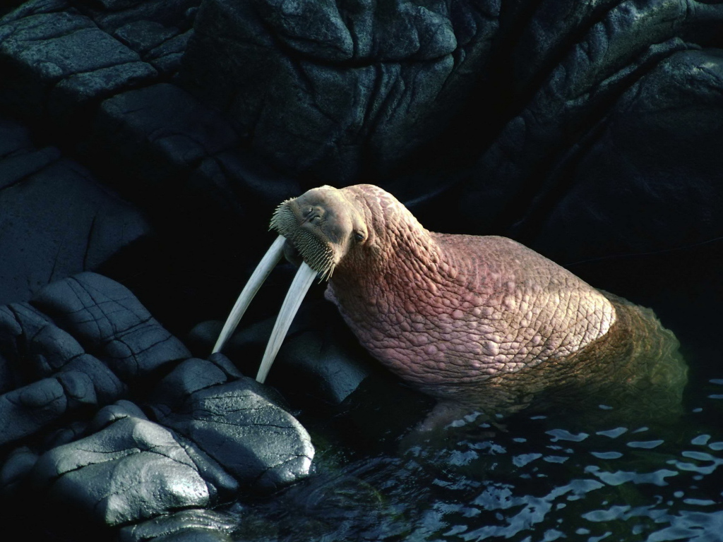 Морж на камнях