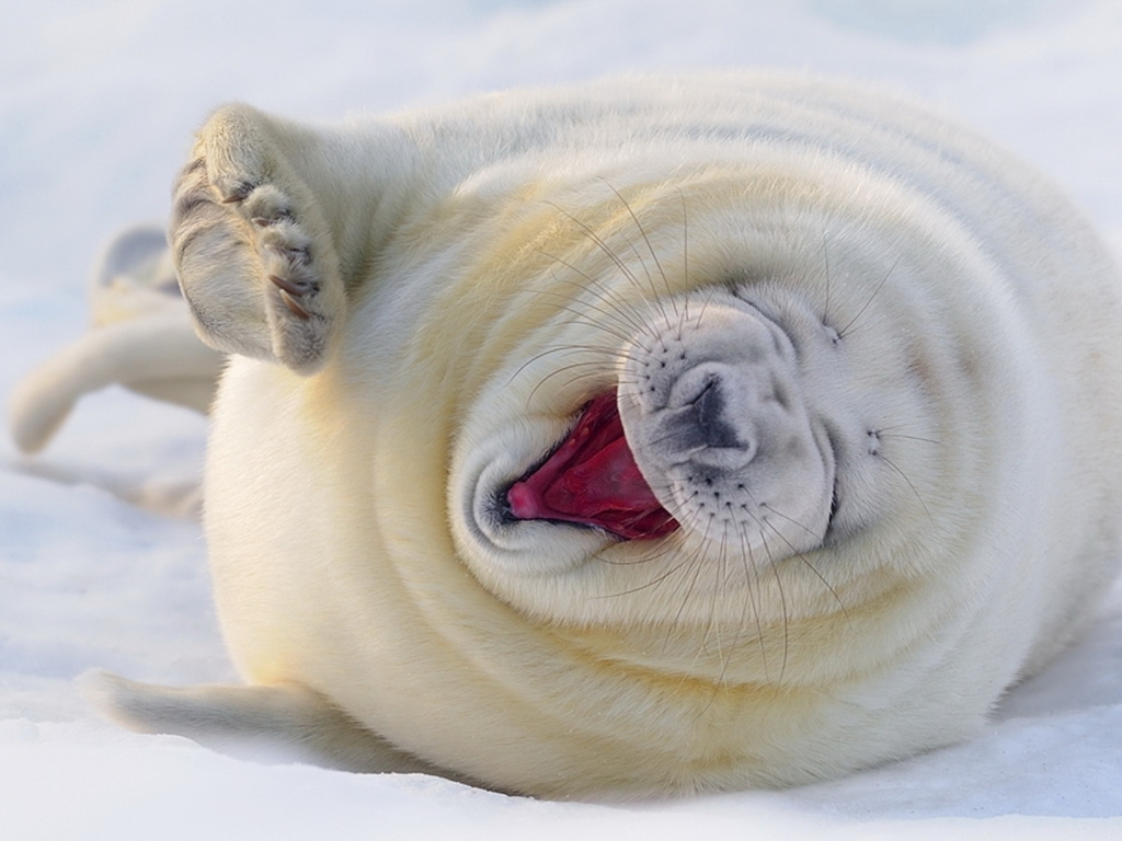 зевающий Морской котик