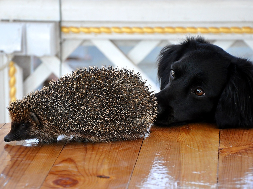 Пес и ежик